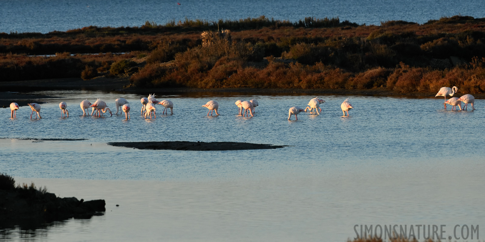 Phoenicopterus roseus [400 mm, 1/800 Sek. bei f / 10, ISO 1600]